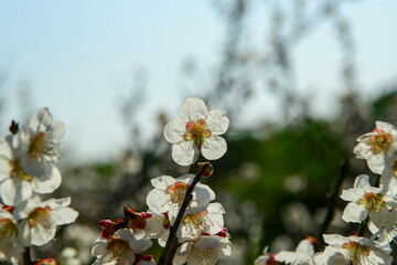 Prunus mume, flowering plum tree with fragrant early spring blossoms and summer fruit. Photographed in Korea.