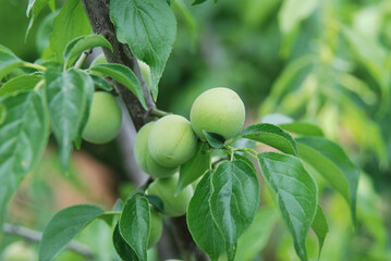 Prunus mume, flowering plum tree with fragrant early spring blossoms and summer fruit. Photographed in Korea.