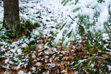 snow-covered branches of a young spruce tree against a background of dried foliage dusted with snow