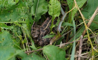 A small frog resting on green leaves in natural vegetation.