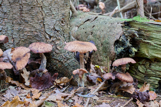 old and new brown mushrooms at the bottom of a tree trunk