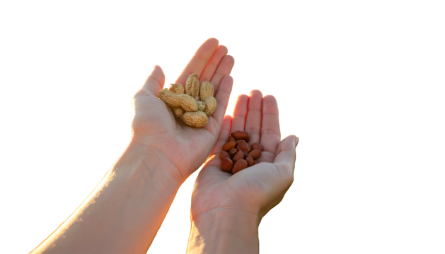 Person holding peanuts in shell and shelled almonds in cupped hands against black
