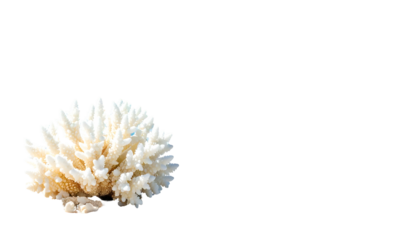 White coral formation with textured surface, set against a stark black background
