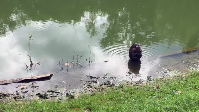 A Nutria, Coypu ( Myocastor coypus) cleaning step by step