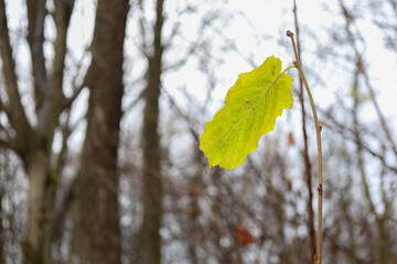 This close-up shot captures the last bright yellow-green leaf on a slender branch, holding its autumnal color against a blurred forest landscape.