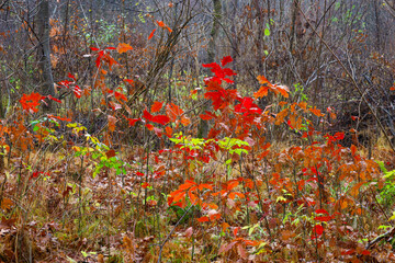 ​This frame captures a thicket of shrubs in late autumn, where vibrant red and sporadic green leaves of young oak contrast with the gray background of bare trees. The energetic colors in the center of
