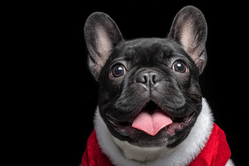 Fototapeta premium Festive French Bulldog wears Santa costume and smiles widely with tongue out for holidays