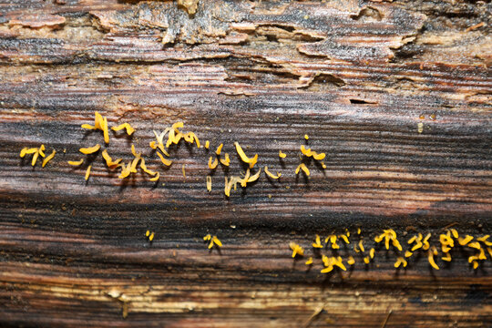 ​An extreme close-up showing tiny, bright yellow fungi growing out of the grooves on the dark brown, textured wood of a fallen tree trunk. The image highlights the macro-details of decay and the resil