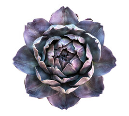 A purple flower with a white background