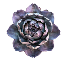 A purple flower with a white background