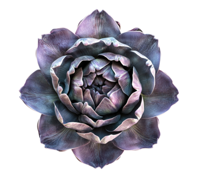 A purple flower with a white background