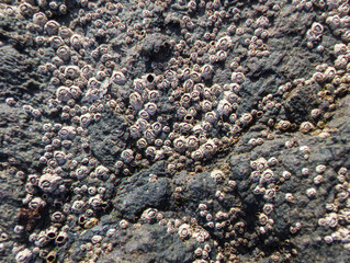 Stone texture with algae and shells