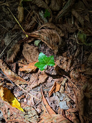 A single fresh green leaf sprouting from the ground among dry autumn leaves. Concept of new life, hope, resilience, growth and rebirth in nature.