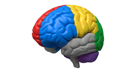 Human brain model with different colored areas isolated on transparent background for medical use