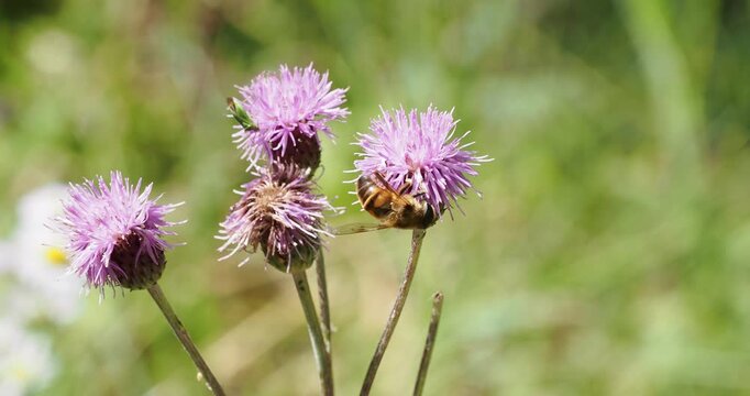 A batman hoverfly (Myathropa florea) frantically feeding field thistle nectar ( (Cirsium arvense)