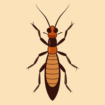 Illustration of an earwig insect with antennae and pincers on a light background
