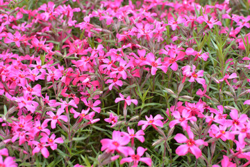 Phlox subulata blooms on the flowerbed