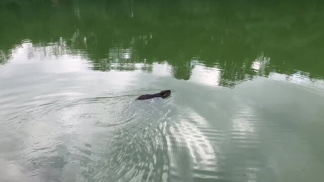A Nutria, Coypu ( Myocastor coypus) swimming