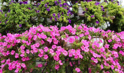 Obraz premium Surfinia blooms in the flower garden