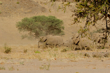 herd of desert elefants in duststorm 251 
