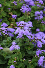 Decorative ageratum flowers bloom in a flower garden