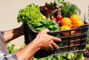 Farmer holding a crate of freshly harvested organic vegetables and fruits. Close-up of a colorful food bounty from a local garden. Healthy eating and farm-to-table concept
