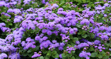 Decorative ageratum flowers bloom in a flower garden