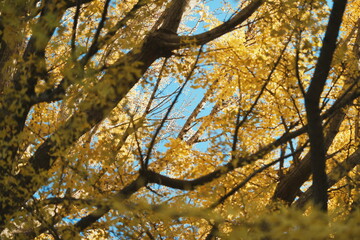 大きなイチョウの木を下から見上げる