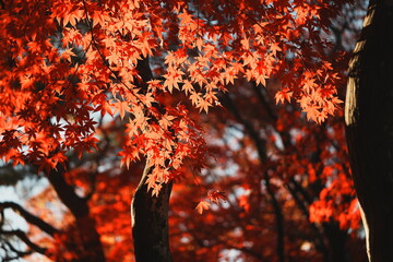 コントラストが印象的な夕日に照らされる真っ赤な紅葉