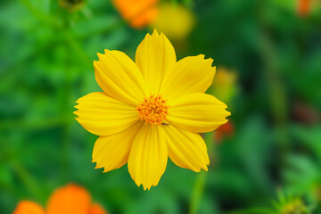 Bright yellow cosmos flower in full bloom, blurred green background.  creating a fresh and cheerful nature scene. Ideal for themes of gardening, and natural beauty.