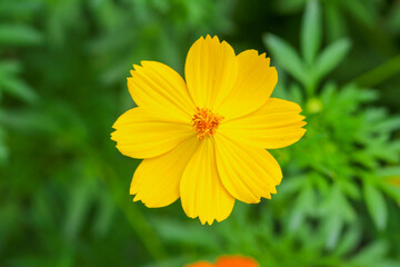 Bright yellow cosmos flower in full bloom, blurred green background.  creating a fresh and cheerful nature scene. Ideal for themes of gardening, and natural beauty.