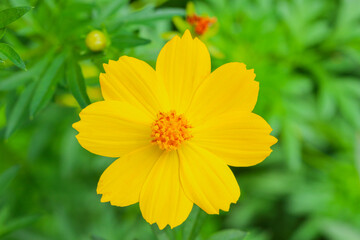 Bright yellow cosmos flower in full bloom, blurred green background.  creating a fresh and cheerful nature scene. Ideal for themes of gardening, and natural beauty.