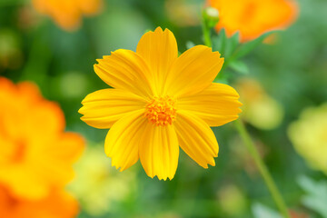 Bright yellow cosmos flower in full bloom, blurred green background.  creating a fresh and cheerful nature scene. Ideal for themes of gardening, and natural beauty.