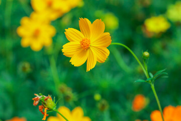Bright yellow cosmos flower in full bloom, blurred green background.  creating a fresh and cheerful nature scene. Ideal for themes of gardening, and natural beauty.