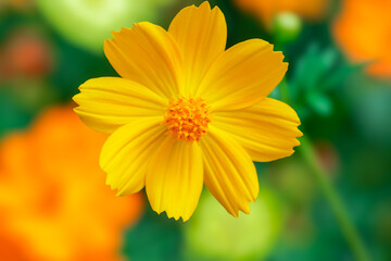 Bright yellow cosmos flower in full bloom, blurred green background.  creating a fresh and cheerful nature scene. Ideal for themes of gardening, and natural beauty.