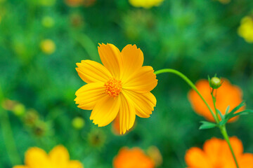 Bright yellow cosmos flower in full bloom, blurred green background.  creating a fresh and cheerful nature scene. Ideal for themes of gardening, and natural beauty.