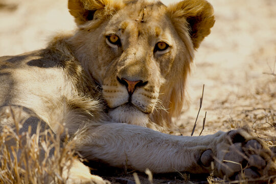 lion, Panthera leo, portrait 803