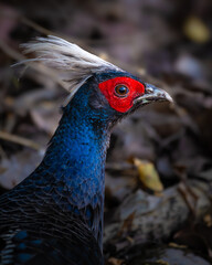 A Kalij Pheasant with vibrant blue plumage, red facial skin, and a pale crest stands alert on the forest floor in Jim Corbett National Park, showcasing its striking details and natural behavior.