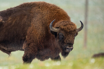 European bison - Bison bonasus in the Knyszyn Forest (Poland)
