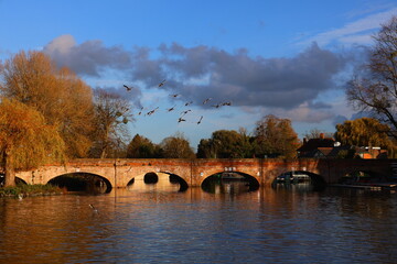 Flock of birds flying over a calm river with reflections and an arched stone bridge in warm autumn...