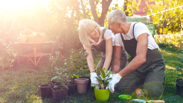 Two people are engaged in gardening activities in a backyard. They smile while planting flowers in pots. The sun shines brightly, enhancing the cheerful atmosphere of their gardening day.