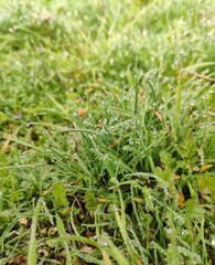 Bright green grass, densely strewn with many shining transparent drops of morning dew, with a soft natural background.
