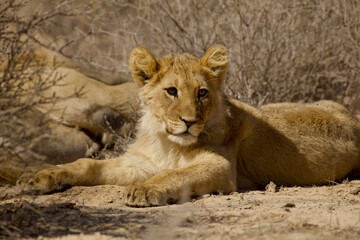 very young lion looks sleepy 25 
