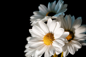 Bouquet of White Fresh Daisy Flower on Dark Background
