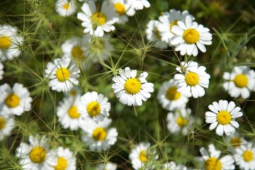 Obraz premium White Daisies in a Meadow