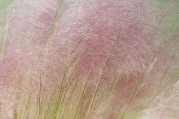 Pink Pampas Grass, Full Bloom with Green Stems