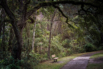 Wooden Bench Under an Old Oak Tree