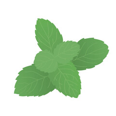 Mint leaves in branch, vector hand drawn picture.