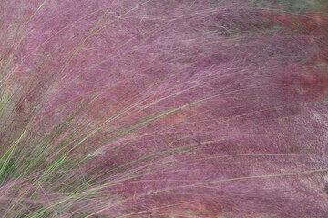 Pink Pampas Grass, Full Bloom with Green Stems