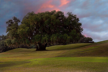 Beautiful Large Oak Tree with a Magenta Sky Setting